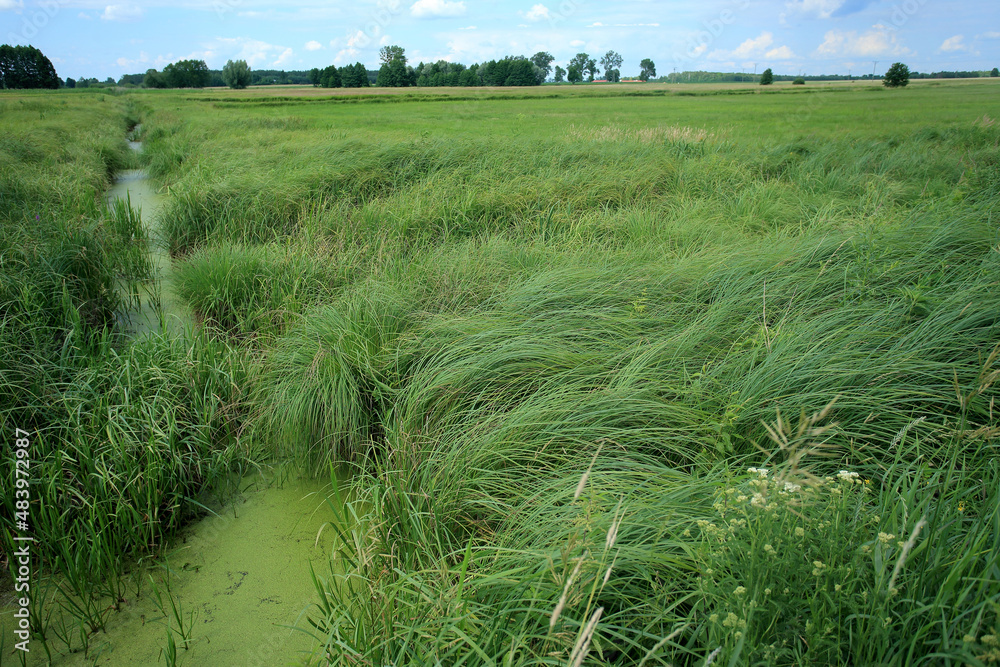 Drained swamp (currently sedge rushes) in eastern Poland
