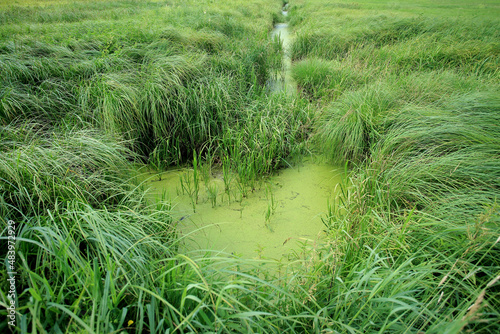 Obraz na płótnie Drained swamp (currently sedge rushes) in eastern Poland w salonie