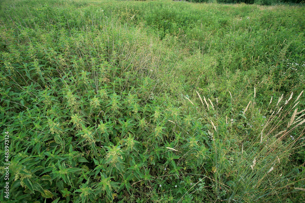 Nitrophilic vegetation poor in species in the place of drained peat bogs in central Poland (Kuyavian-Pomeranian Voivodeship)
