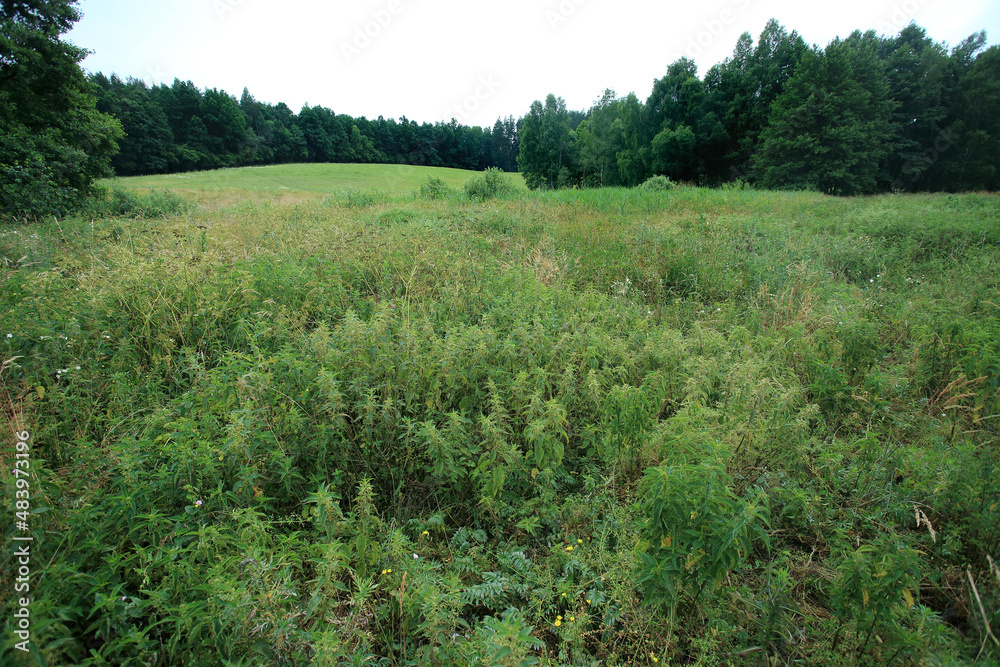 Nitrophilic vegetation poor in species in the place of drained peat bogs in central Poland (Kuyavian-Pomeranian Voivodeship)