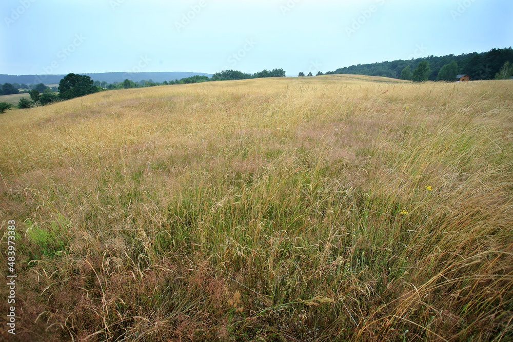 Slope with xerothermic grassland in the Kuyavian-Pomeranian voivodeship (Poland)