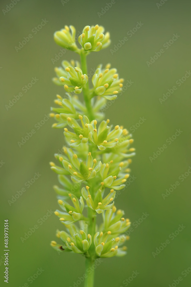 A rare plant of peat bogs - Tofieldia calyculata (German-asphodel) - in the bogs of the Lublin region (Poland)