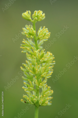 Obraz na płótnie A rare plant of peat bogs - Tofieldia calyculata (German-asphodel) - in the bogs of the Lublin region (Poland) w salonie