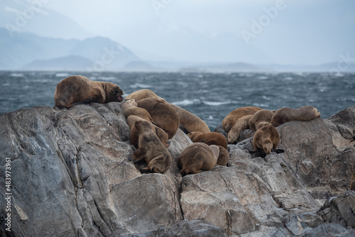 Sea lion colony on the rock in the Beagle Channel, Tierra del Fuego, Southern Argentina photo