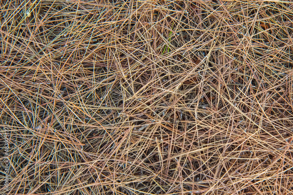 Coniferous needles on the ground in the forest