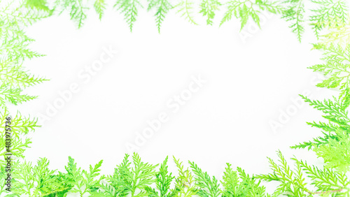 Creative layout of colorful tropical leaves on a white background. Minimal Christmas novelty concept with copy space in Phuket Thailand.