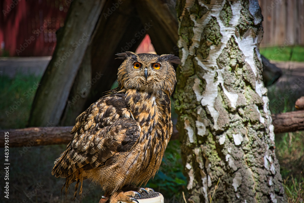 Fototapeta premium Eule, Baum, Hintergrund