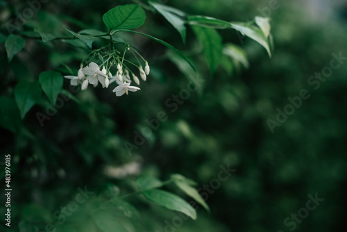 The white flowers blooming in the garden in the morning with bokeh and sunlight are fragrant and bring a feeling of freshness and relaxation.
