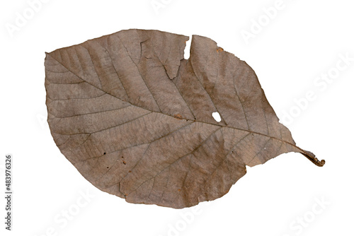 Brown Teak leaf close up on the white background, top view, soft focus..