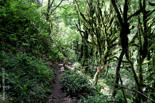 Abkhazia.June 01  2021.Enchanting view of mountain forest.Trees covered with moss and vines.Small path.