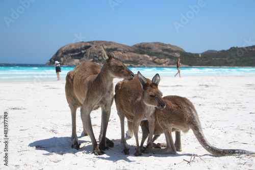 kangaroo on the beach
