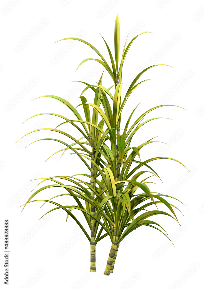 3D Rendering Sugercane Plants on White
