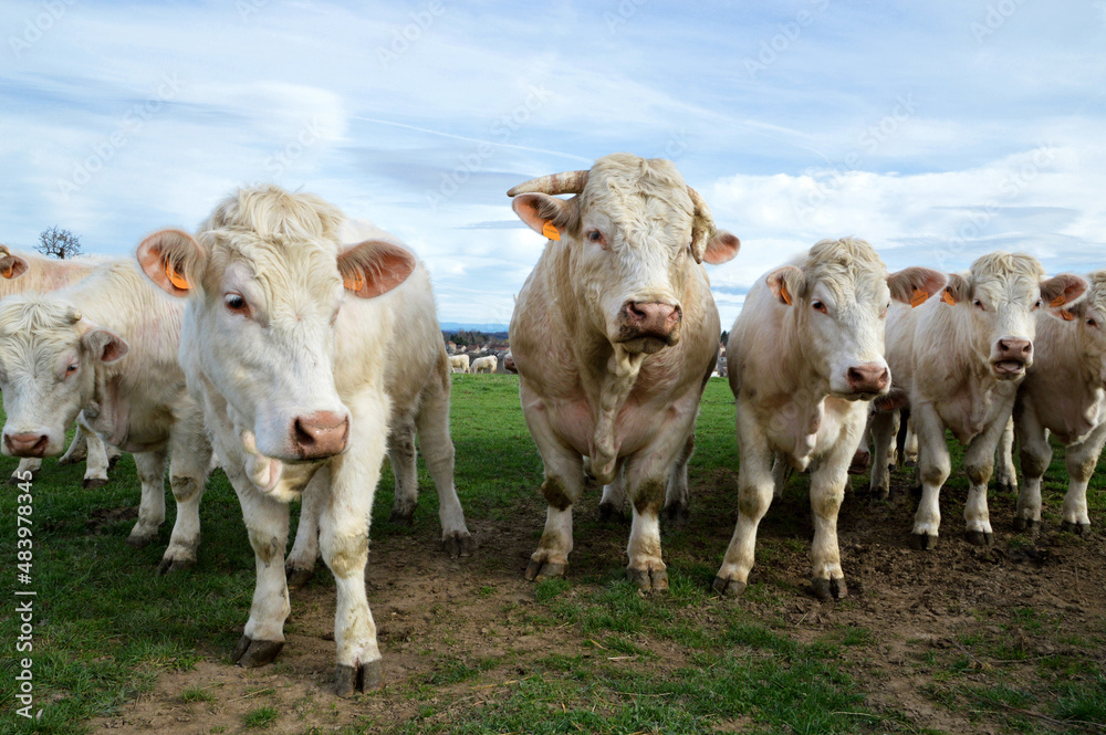 A herd of Charolais cows with bull in a field, in the countryside. A herd of Charolais cows with bull in a field, in the countryside.