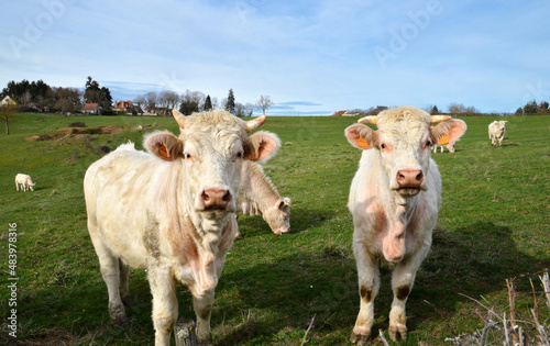 A herd of Charolais cows in a field, in the countryside. © jpr03