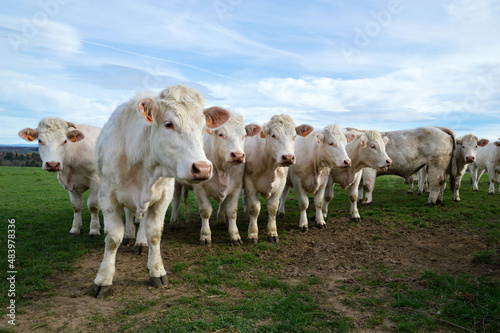 A herd of Charolais cows with bull in a field, in the countryside.