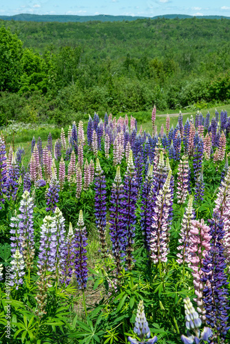 Field of Lupins in Maine