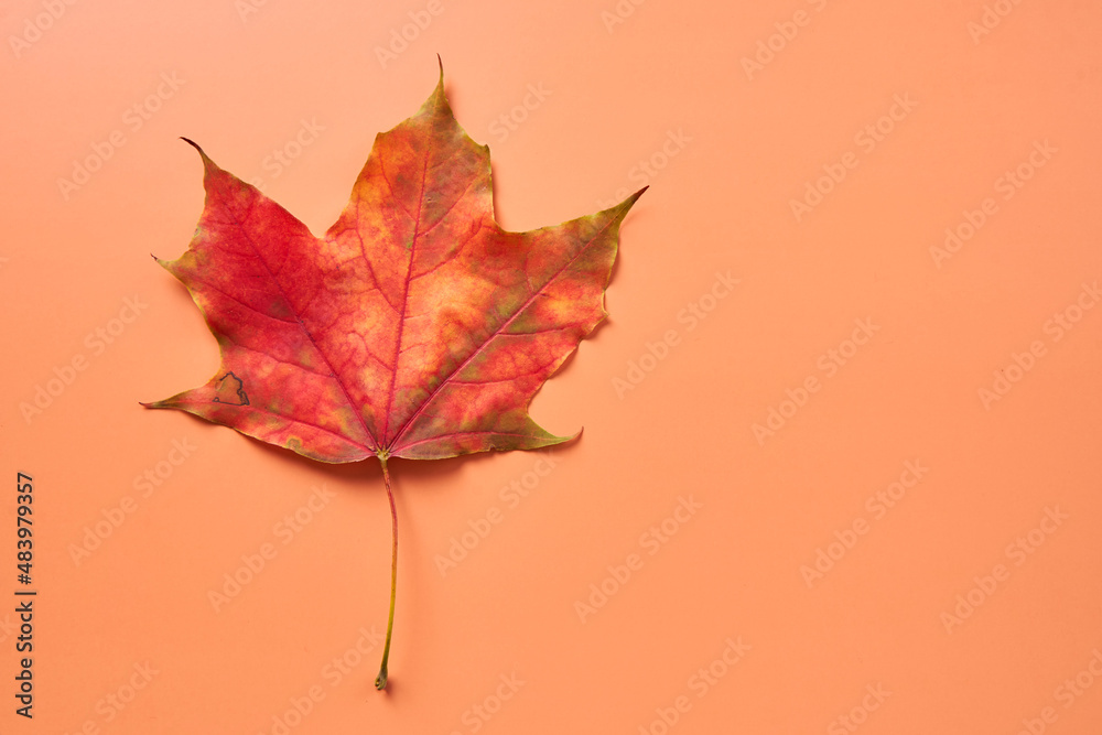 Autumn colors. A withered red maple leaf on an orange background Autumn colors. A withered red maple leaf on an orange background