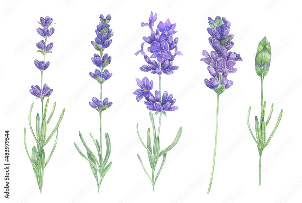 Fototapeta premium Watercolor lavender flowers set illustration on white background