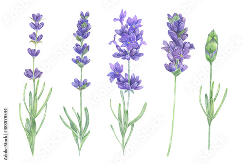 Watercolor lavender flowers set illustration on white background