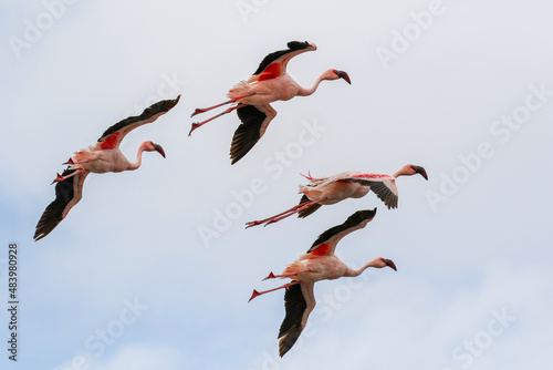 Flying Lesser Flamingos, Walvis Bay, Namibia