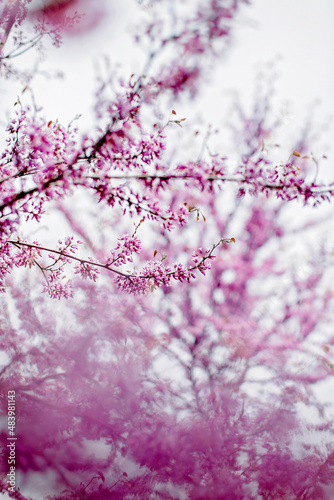 The flowering of the rosewood in spring