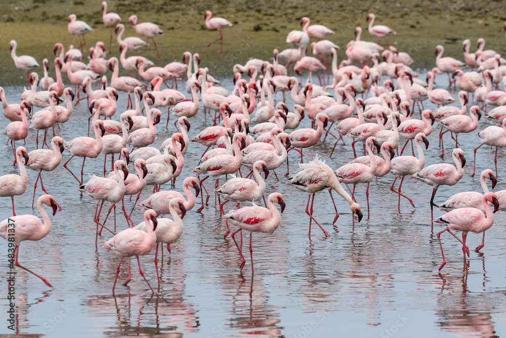 Obraz premium Flamboyance of Lesser Flamingos, Walvis Bay, Namibia