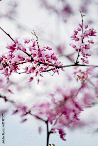 Pink flowers on a branch close-up on a tree