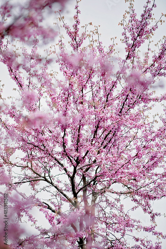A large rose tree blooms with pink flowers in spring