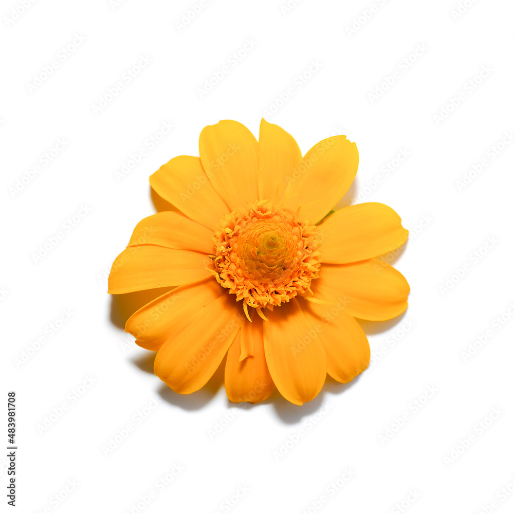 Close up Butter Daisy, Little Yellow Star flower on white background. Close up Butter Daisy, Little Yellow Star flower on white background.