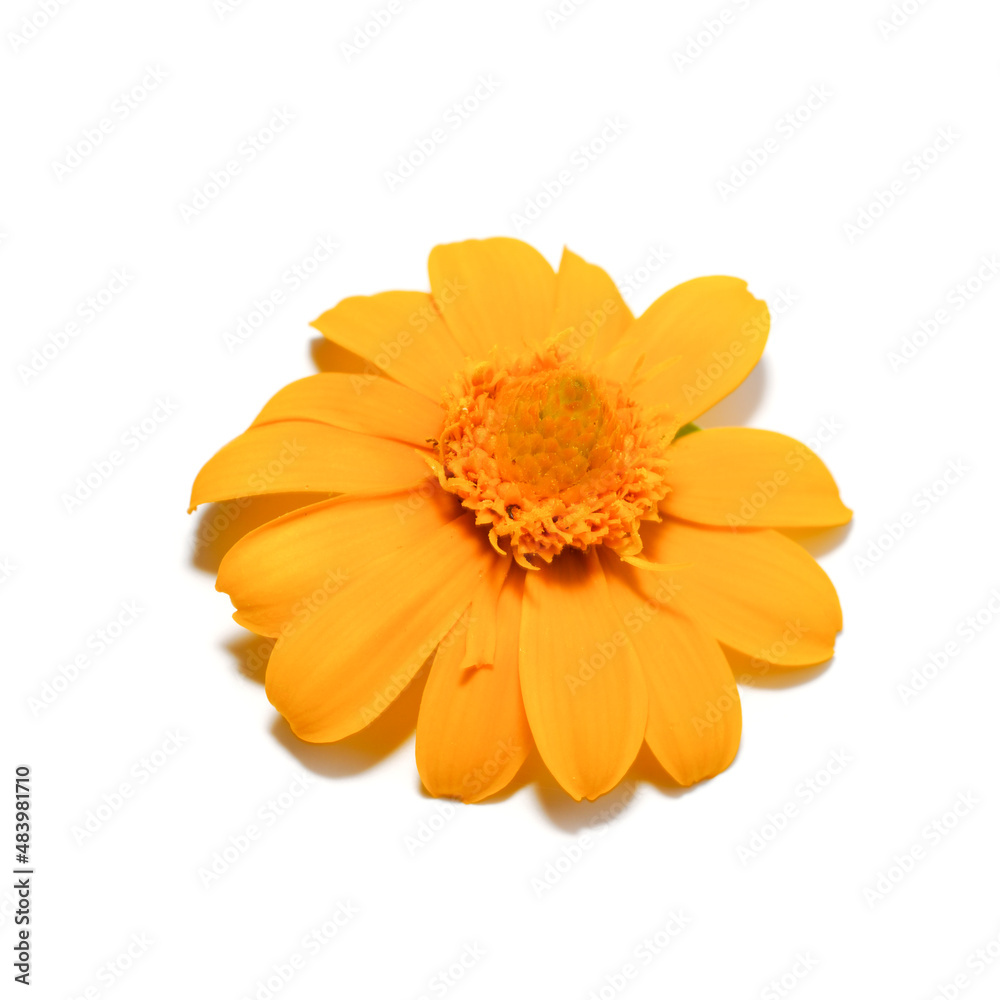 Close up Butter Daisy, Little Yellow Star flower on white background. Close up Butter Daisy, Little Yellow Star flower on white background.