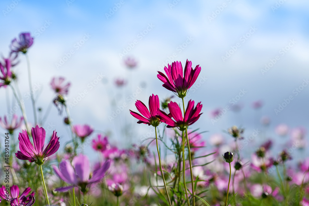 Behind petals of cosmos flower with blur sky background. Behind petals of cosmos flower with blur sky background.