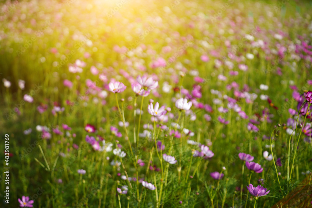 Blur imahe of cosmos flower with sunlight.
