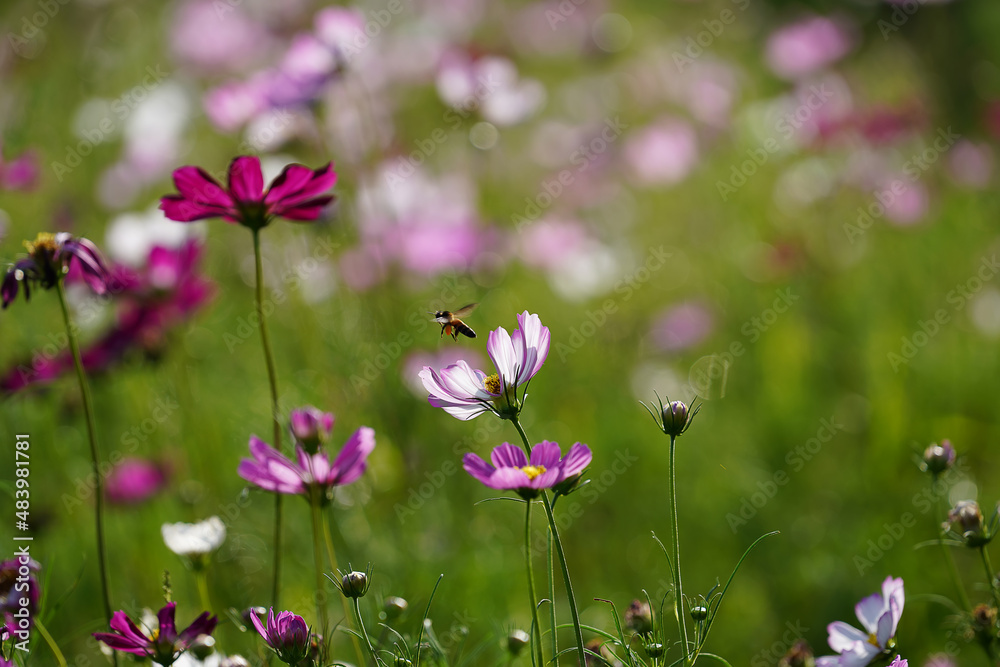 Cosmos flower and bee are flying out with blur background. Cosmos flower and bee are flying out with blur background.