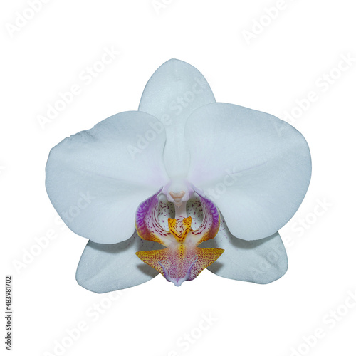 Close up white Phalaenopsis orchid flower on white backgroud.