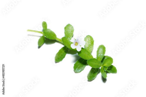 Close up Brammi leaf and flower on white background photo