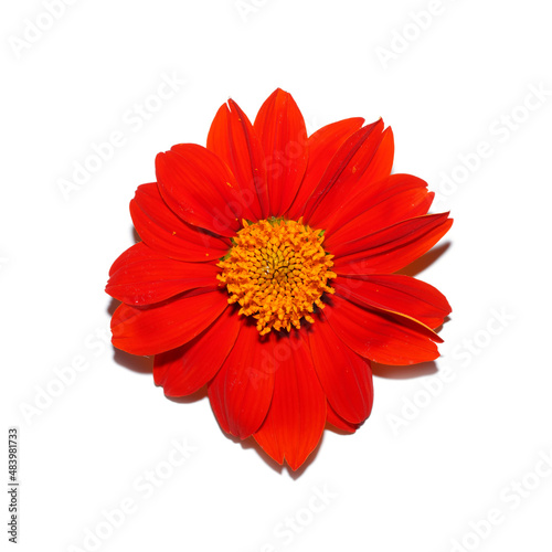 Mexican sunflower, Golden Flower of the Incas on white background.