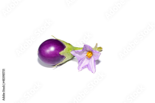 Close up violet Egg plant  on white background.