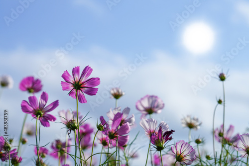 Behind of cosmos flower with sun and blur sky background.