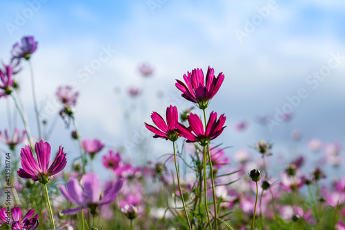 Behind petals of cosmos flower with blur sky background.