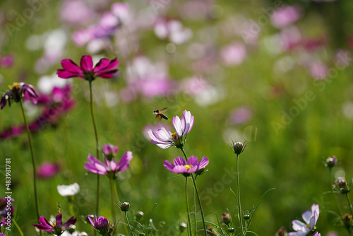 Cosmos flower and bee are flying out with blur background. © noppharat