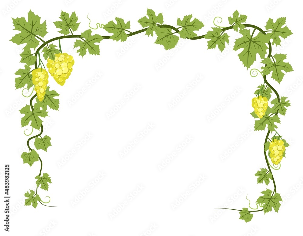custom made wallpaper toronto digitalRectangular Frame. Vine with foliage and bunches of grapes. Viticulture and farming. Branches with berries on a dense bush. Young vineyard. Sweet autumn harvest. Isolated on white background. Vector.