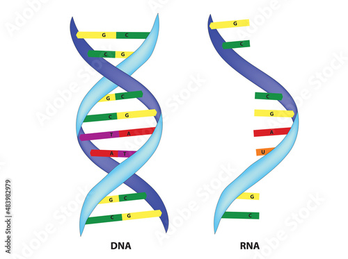 Structure of DNA and RNA