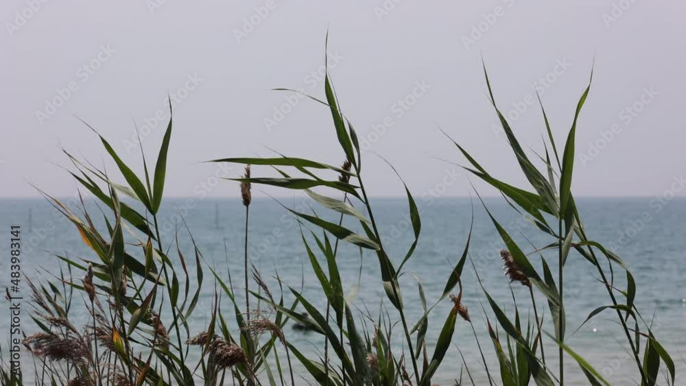 The Coastline Is Overgrown With Plants To Prevent Soil Erosion And Destruction Of Sand Dunes. Sea View