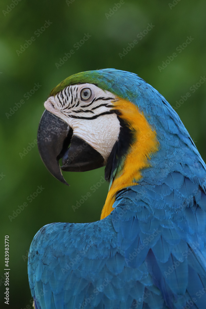 Obraz premium Close up head the Blue and yellow macaw parrot bird in garden