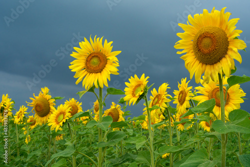 Blooming sunflowers against a stormy sky