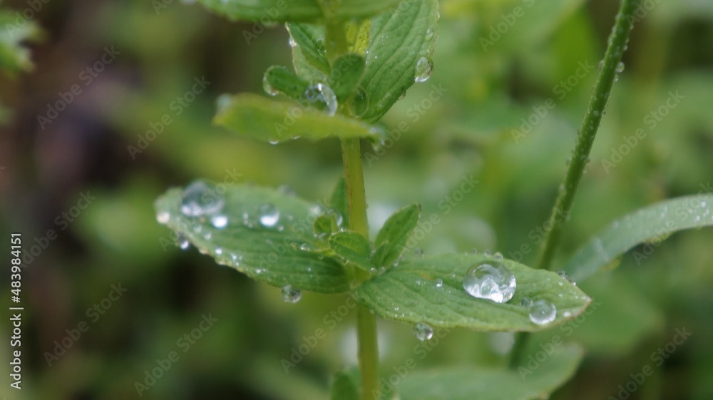 Drops of dew on a grass Drops of dew on a grass