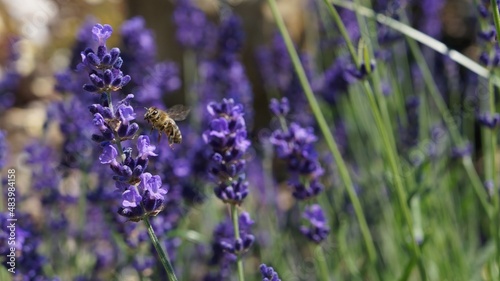 Lavender flowers and bee in the garden