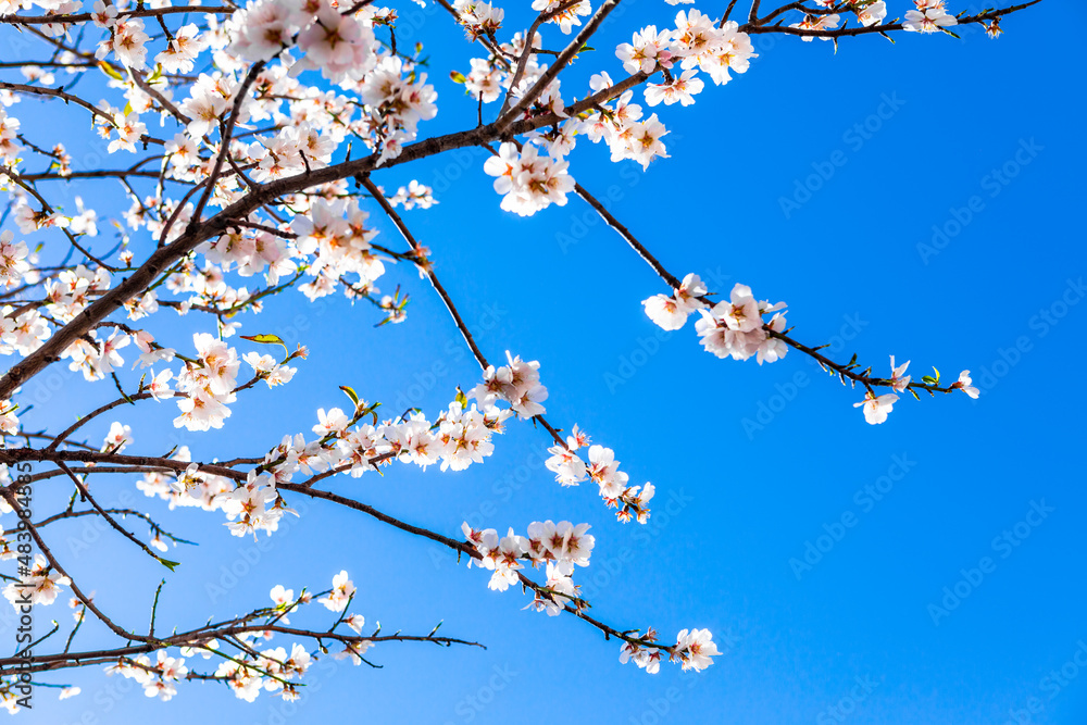 Cherry blossom in the sky. Almond blossom is a symbol of spring in Spain. Spirit of spring. Cherry blossom in the sky. Almond blossom is a symbol of spring in Spain. Spirit of spring.
