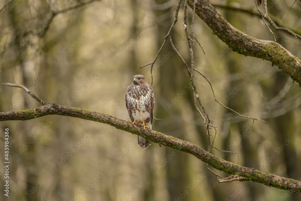 Buzzard perched on the branch of a tree in a forest in Scotland, uk in the spring Buzzard perched on the branch of a tree in a forest in Scotland, uk in the spring