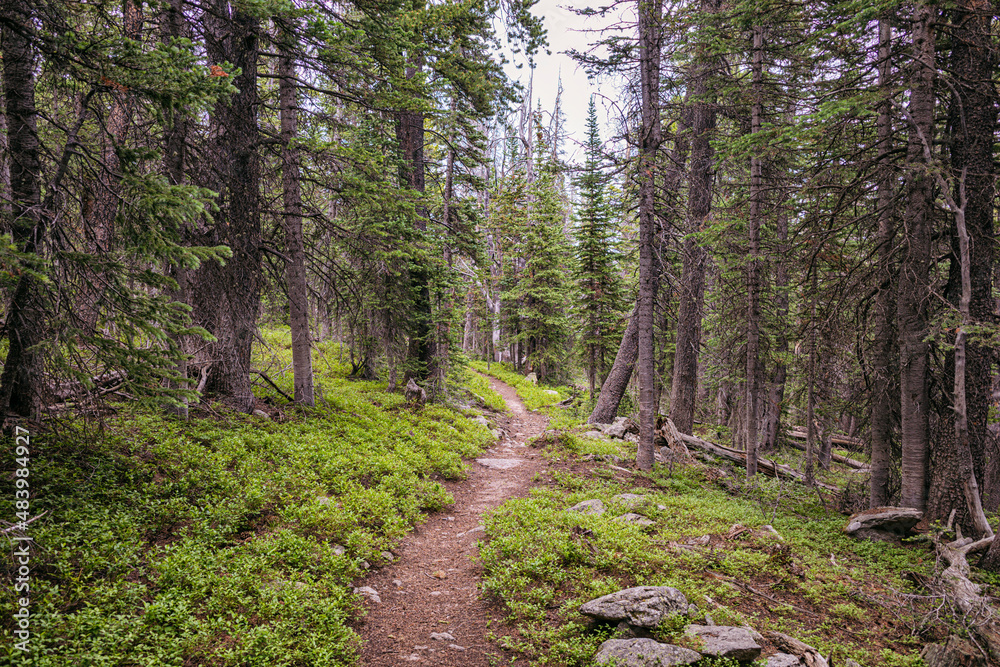 Fototapeta premium Forest trail in the Indian Peaks Wilderness, Colorado